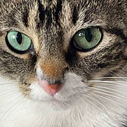 Kitty is registered to the contest to win money with this photo: cat, close_up, green_eyes, whiskers, tabby, white_fur, pet, animal, feline, face, nose, fur_texture, curious, indoor, portrait, mammal, cute, domestic_animal, focus, soft_light