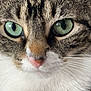 cat, close_up, green_eyes, whiskers, tabby, white_fur, pet, animal, feline, face, nose, fur_texture, curious, indoor, portrait, mammal, cute, domestic_animal, focus, soft_light