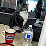 Kitty joined the competition — help win amazing prizes! cat, tabby_cat, kitchen_counter, plate, fork, knife, mug, water_bottle, paper_towel, living_room, sofa, ceiling_fan, clock, window, christmas_tree, decorations, indoor, furniture, pet, household_items