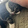 Kitty is registered to the contest to win money with this photo: cat, tabby_cat, white_paws, tongue_out, hand, petting, blanket, texture, cozy, indoor, cute, fur, whiskers, relaxed, animal, paw, close_up, resting, comfort, playful