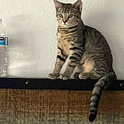 Kai joined the competition — help win amazing prizes! cat, tabby, striped, pet, animal, indoor, perched, curious, water_bottle, ledges, wall, texture, fur, tail, pillow, household, feline, domestic_cat, looking, sitting