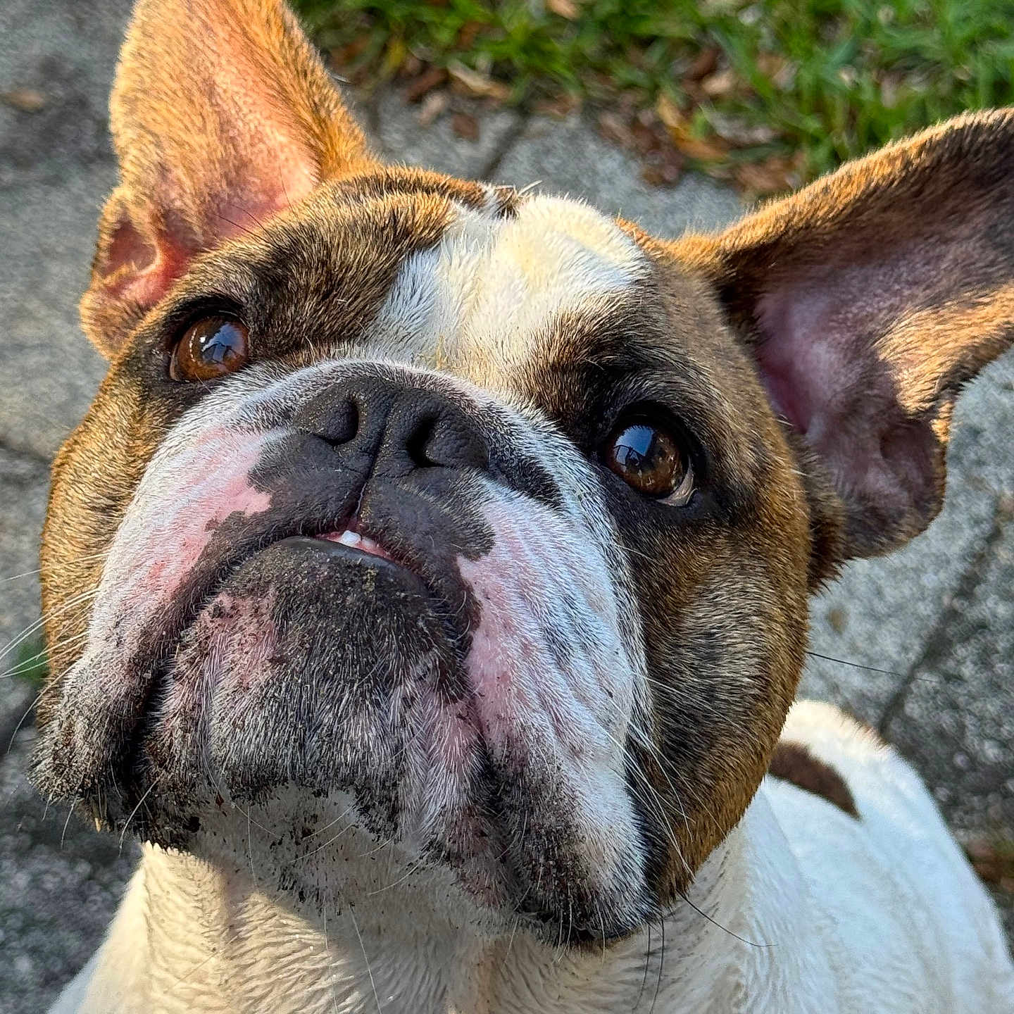 Apollo joined the competition — help win amazing prizes! animal, bostonbull, boxer, bulldog, canine, dog, frenchbulldog, pet, pitbull, puppy