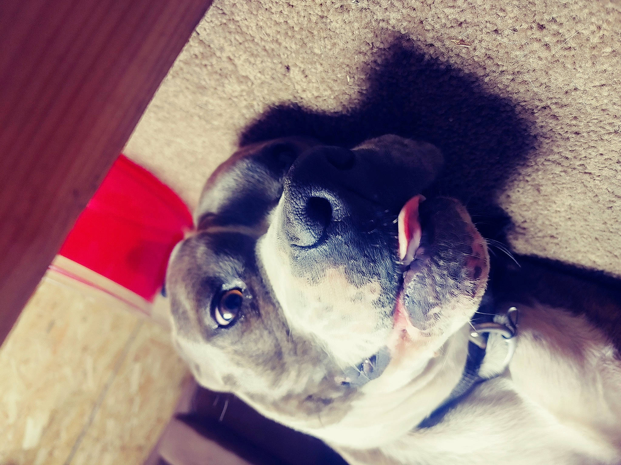 Flex joined the competition — help win amazing prizes! boston_terrier, carnivore, cloud, companion_dog, dog, dog_breed, ear, electric_blue, eye, eyewear, fawn, iris, pug, snout, sporting_group, tints_and_shades, vision_care, whiskers, wood, working_animal