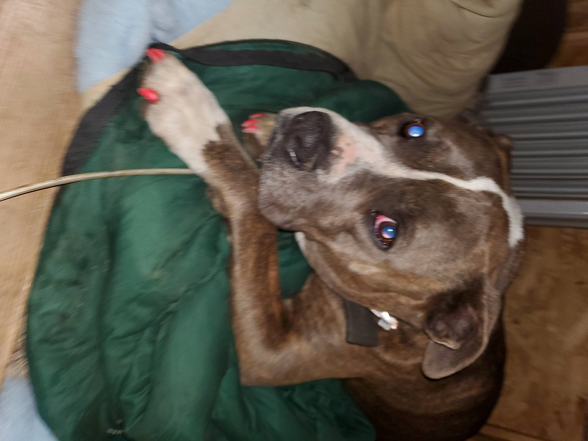 Flex joined the competition — help win amazing prizes! canidae, carnivore, collar, companion_dog, dog, dog_breed, dog_collar, ear, fawn, fur, gesture, guard_dog, jaw, liver, pet_supply, snout, sporting_group, whiskers, working_animal, wrinkle