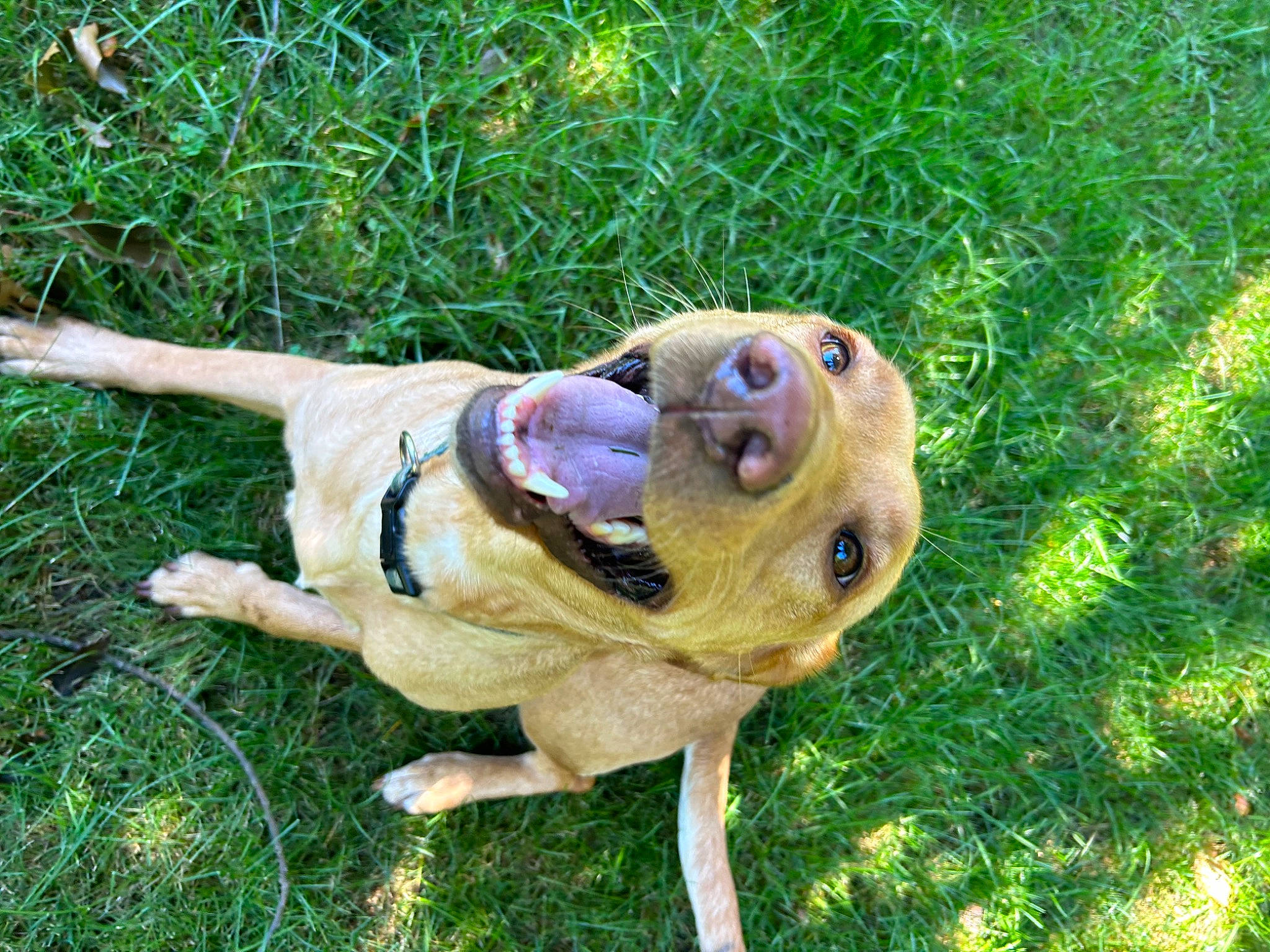 Sophie joined the competition — help win amazing prizes! amphibian, canidae, carnivore, companion_dog, dog, dog_breed, fawn, grass, grassland, lawn_ornament, plant, reptile, snout, sporting_group, sunglasses, tail, terrestrial_animal, toy, wood, working_animal