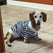Frankie is registered to the contest to win money with this photo: animal, brown_wall, canine, clothing, curious, cute, dachshund, diaper, dog, domestic, ears, floor, household, indoor, looking, pet, sitting, small_dog, striped_shirt, tile_floor