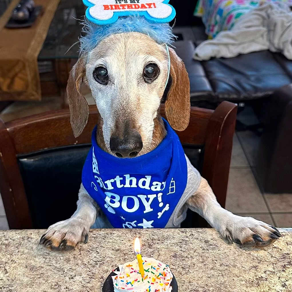 Frankie is registered to the contest to win money with this photo: animal, bandana, birthday, brown, cake, candle, celebration, chair, closeup, cute, dog, furniture, hat, indoor, party, pet, sprinkles, table, tile_floor, white
