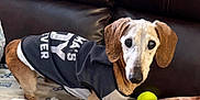 Frankie is registered to the contest to win money with this photo: animal, black_shirt, blanket, brown_leather, canine, companion, couch, cute, dachshund, dog, domestic_animal, face, floppy_ears, fur, indoor, paw_prints, pet, pet_clothing, senior_dog, tennis_ball