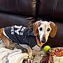 dog, dachshund, senior_dog, pet_clothing, black_shirt, indoor, blanket, tennis_ball, couch, brown_leather, paw_prints, floppy_ears, canine, pet, companion, animal, cute, domestic_animal, fur, face