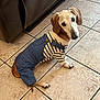 dog, dachshund, pet, clothing, overalls, striped_shirt, indoor, tile_floor, cute, looking_up, brown, small_dog, animal, domestic_animal, sitting, floor, ears, tail, paw, canine