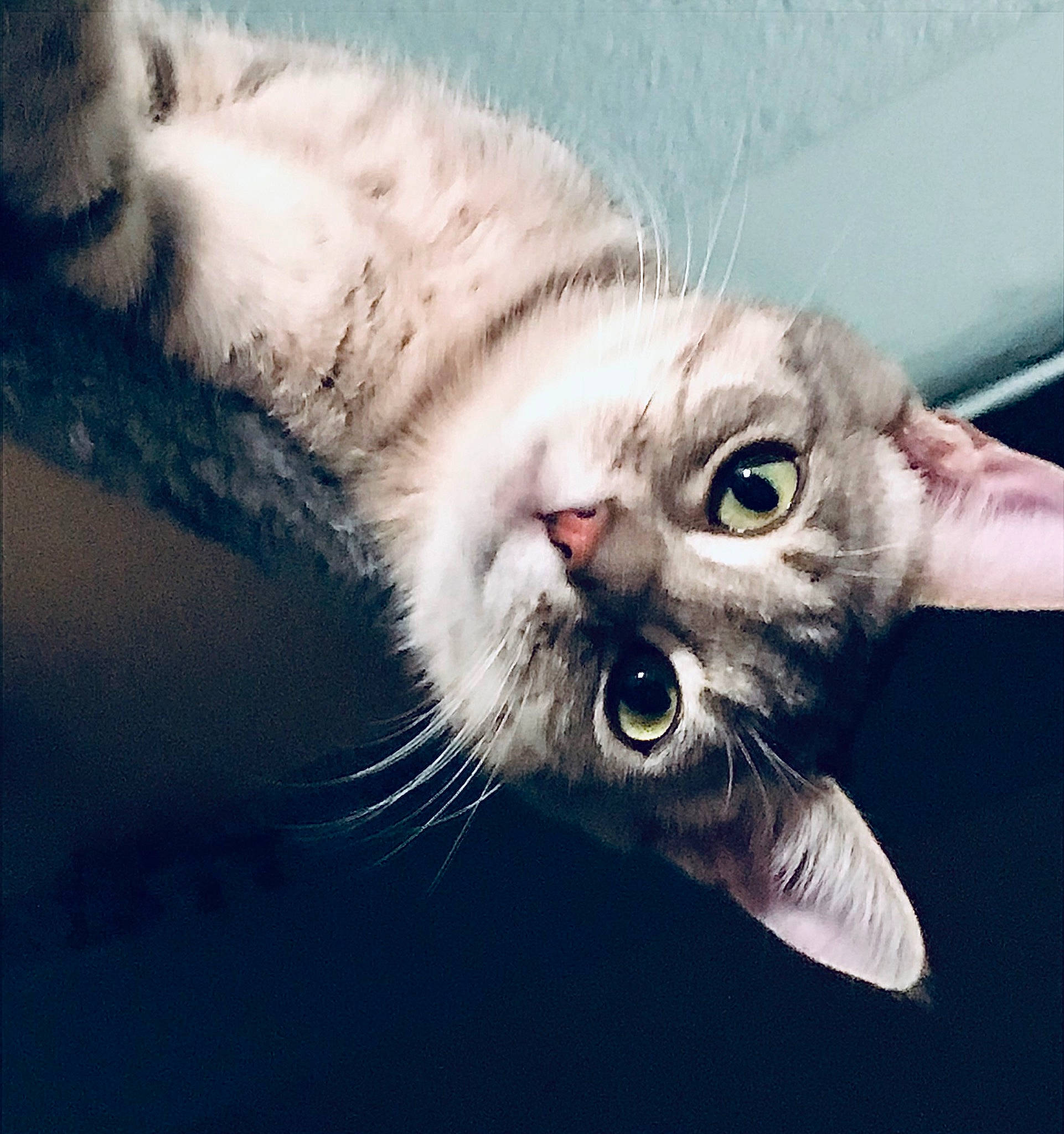 Lil Girl is registered to the contest to win money with this photo: carnivore, cat, claw, close_up, comfort, domestic_short_haired_cat, fang, felidae, fur, head, jaw, paw, photo_caption, small_to_medium_sized_cats, snout, tail, whiskers, yawn