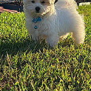 Bogey is registered to the contest to win money with this photo: puppy, dog, grass, outdoor, sunlight, collar, bell, pet, animal, fluffy, cute, young, nature, greenery, small, fur, standing, shadow, curious, daylight