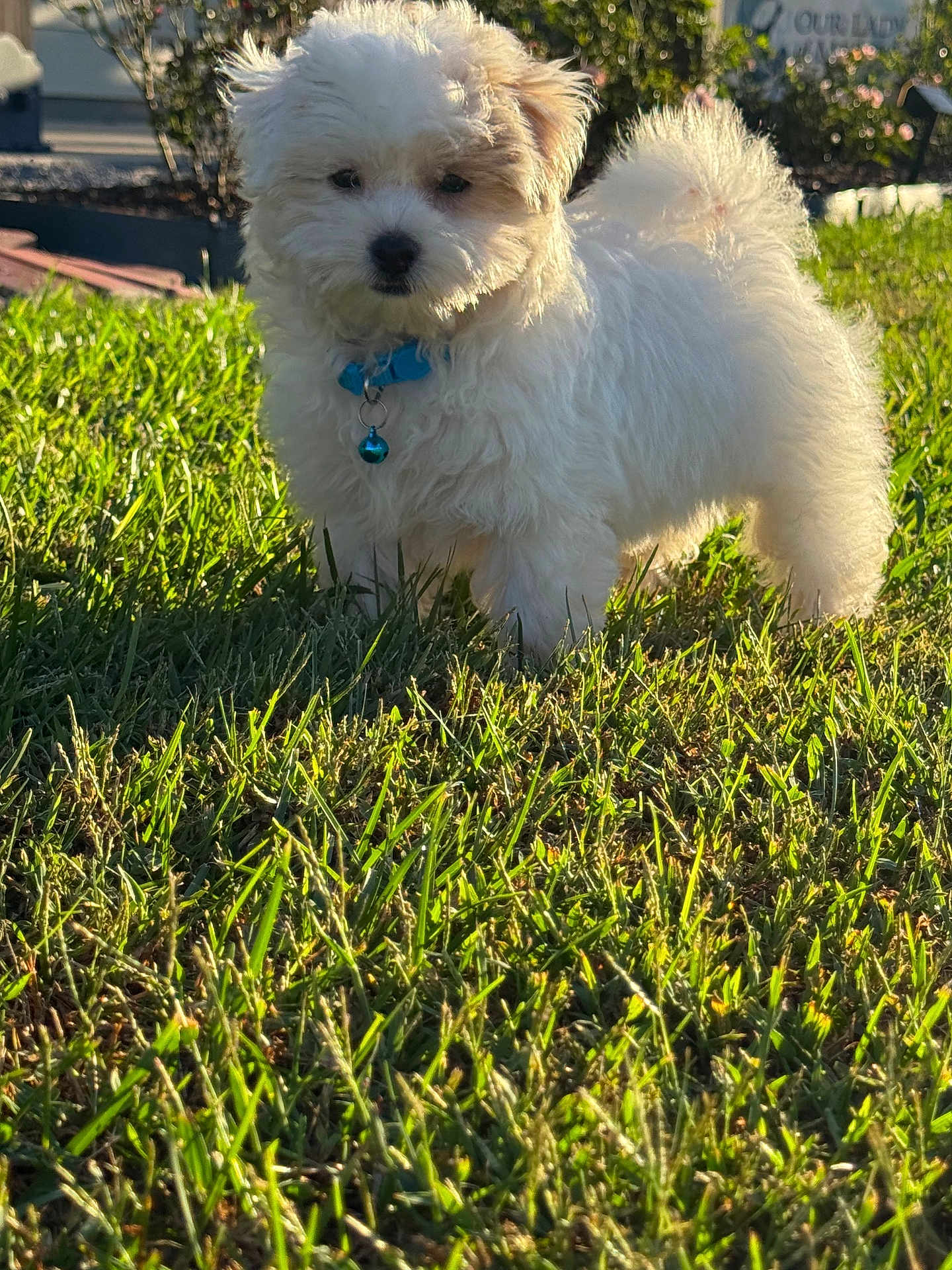 Bogey is registered to the contest to win money with this photo: puppy, dog, grass, outdoor, sunlight, collar, bell, pet, animal, fluffy, cute, young, nature, greenery, small, fur, standing, shadow, curious, daylight