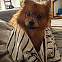 Vaïbi participe au concours pour gagner de l'argent avec cette photo : dog, brown, fluffy, pet, indoor, blanket, striped_shirt, cozy, curious, fur, small_dog, cute, living_room, furniture, soft, relaxed, animal, portrait, domestic, companion