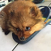 Vaïbi participe au concours pour gagner de l'argent avec cette photo : puppy, dog, flip_flop, floor, tile, brown_fur, cute, pet, lying_down, resting, indoor, footwear, clothing, soft, furry, small_dog, domestic_animal, animal, sleepy, cozy