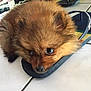 puppy, dog, flip_flop, floor, tile, brown_fur, cute, pet, lying_down, resting, indoor, footwear, clothing, soft, furry, small_dog, domestic_animal, animal, sleepy, cozy