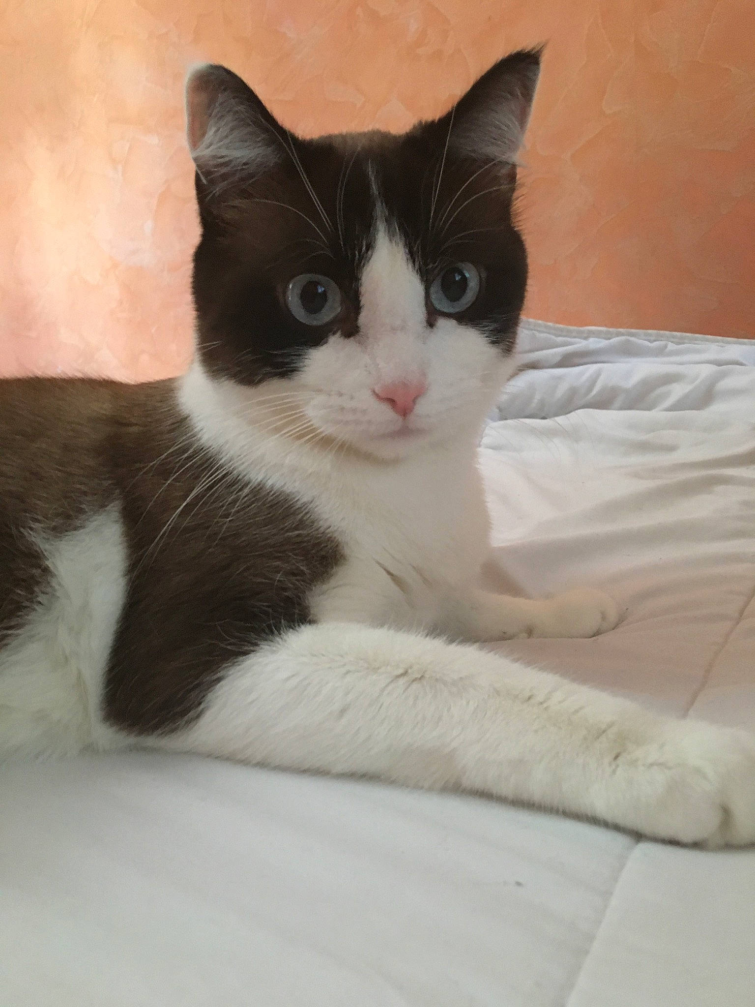 Noel a rejoint le concours — aidez-le/la à gagner de superbes lots ! aegean_cat, american_wirehair, black_and_white, carnivore, cat, domestic_short_haired_cat, european_shorthair, eye, felidae, japanese_bobtail, kitten, mammal, ojos_azules, polydactyl_cat, small_to_medium_sized_cats, snout, snowshoe, tail, vertebrate, whiskers