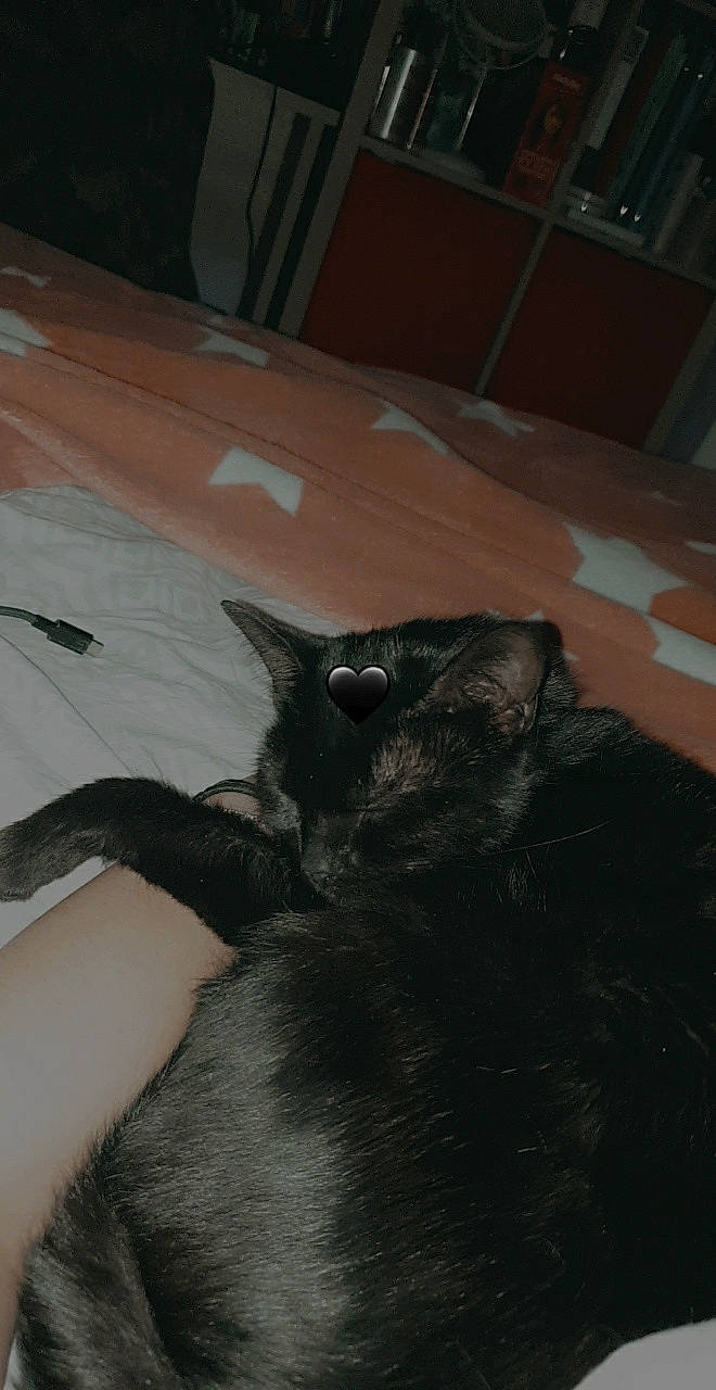 Rubby a rejoint le concours — aidez-le/la à gagner de superbes lots ! black_cat, carnivore, cat, claw, comfort, dog_breed, domestic_short_haired_cat, ear, felidae, floor, flooring, fur, gesture, hardwood, room, small_to_medium_sized_cats, snout, tail, whiskers, wood