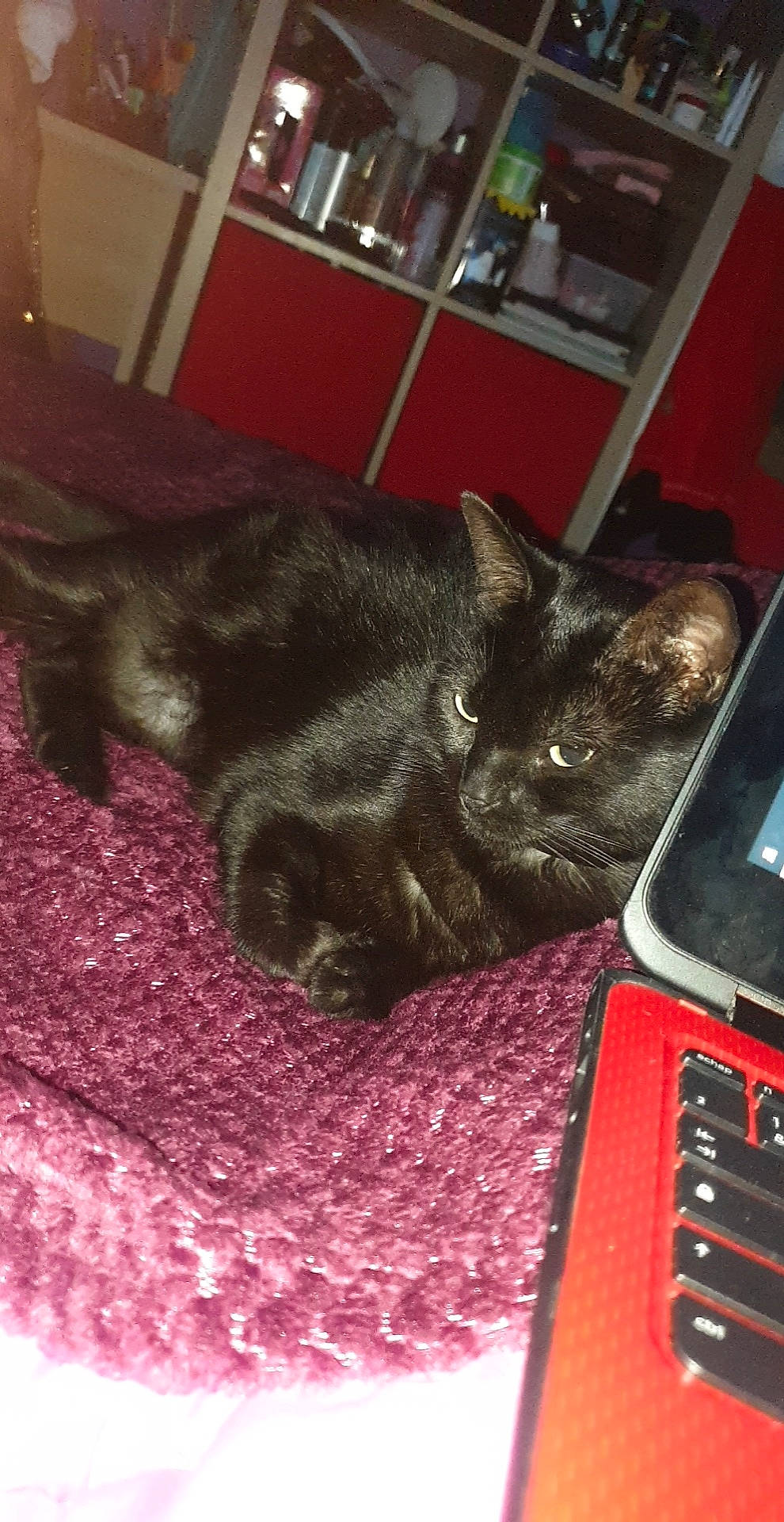 Rubby participe au concours pour gagner de l'argent avec cette photo : black_cat, carnivore, cat, comfort, companion_dog, computer, dog_breed, domestic_short_haired_cat, felidae, floor, flooring, fur, grey, input_device, laptop, magenta, netbook, small_to_medium_sized_cats, tail, whiskers