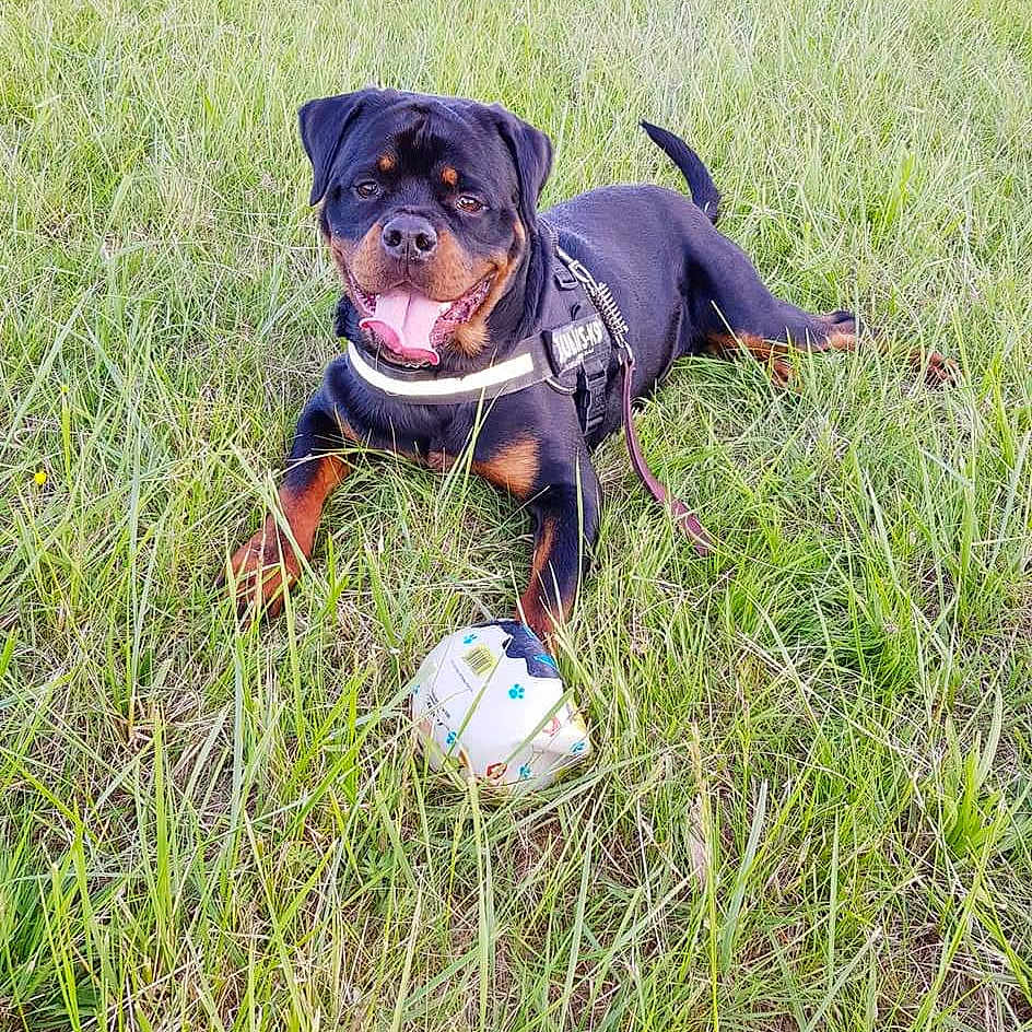 Narco participe au concours pour gagner de l'argent avec cette photo : animal, ball, canine, dog, face, field, football, grass, head, person, pet, photography, plant, portrait, puppy, soccer, soccerball, sport, tennis, tennisball