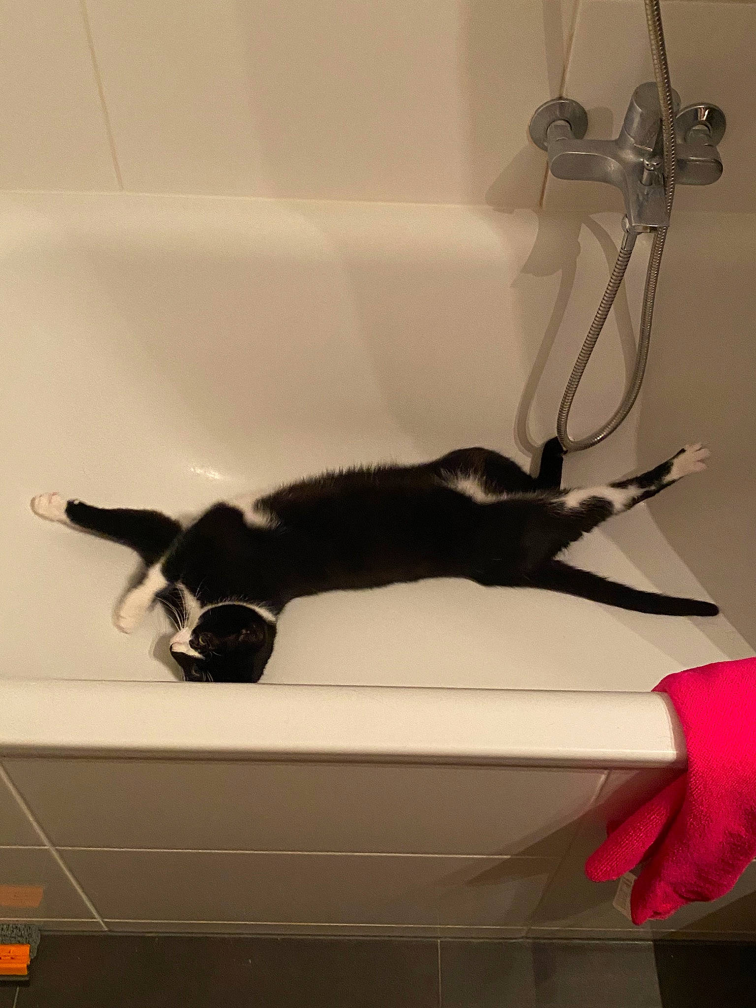 Shiki a rejoint le concours — aidez-le/la à gagner de superbes lots ! black_cat, carnivore, cat, felidae, paper, plumbing_fixture, small_to_medium_sized_cats, tail, whiskers