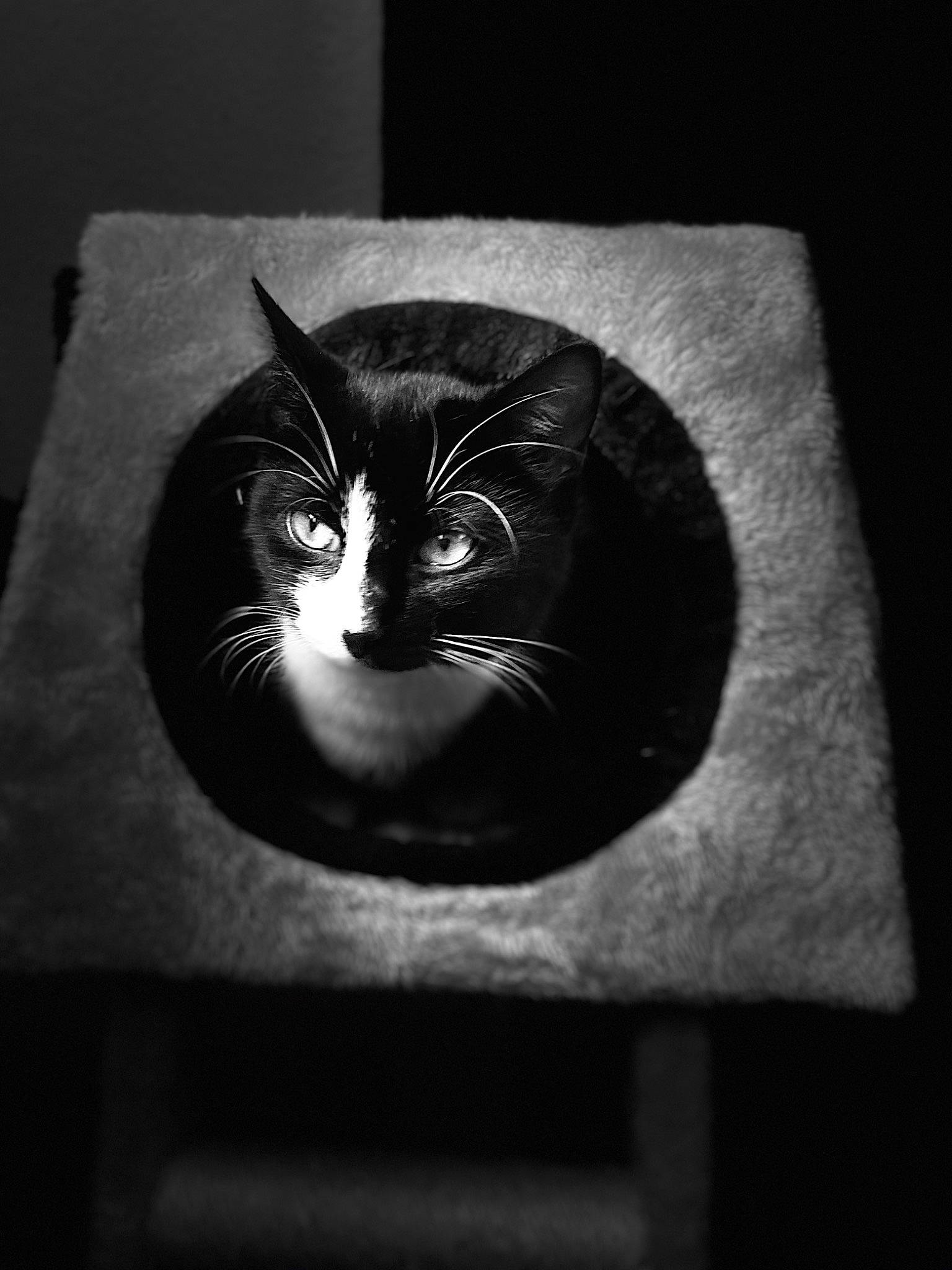 Shiki a rejoint le concours — aidez-le/la à gagner de superbes lots ! asian, black, black_and_white, black_cat, carnivore, cat, darkness, domestic_short_haired_cat, eye, felidae, fur, monochrome, monochrome_photography, photography, small_to_medium_sized_cats, snout, still_life_photography, style, whiskers