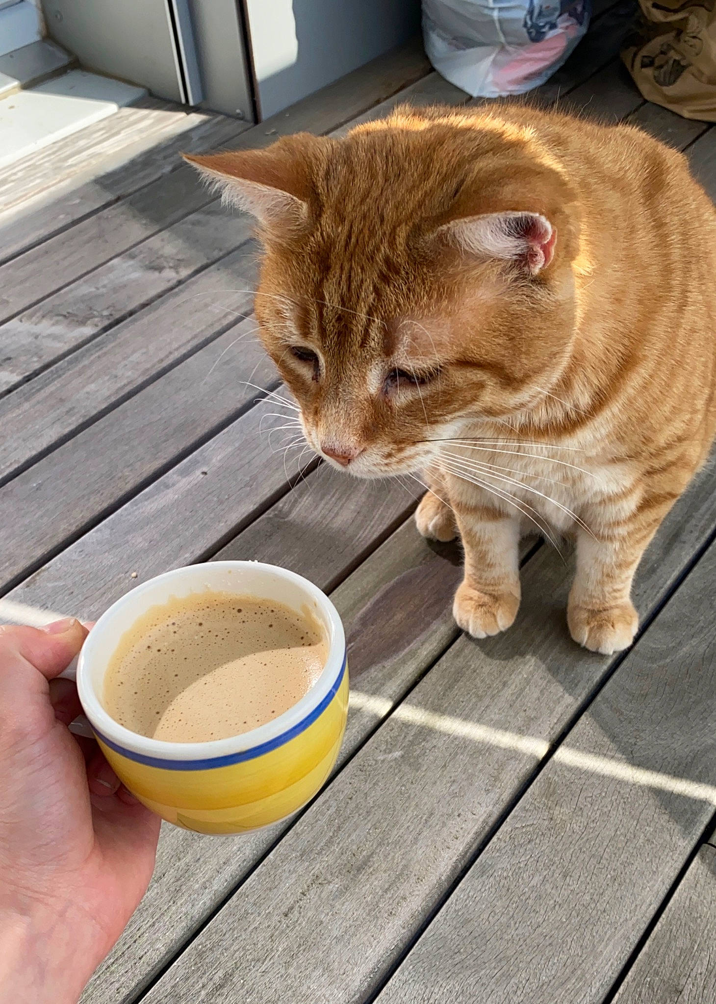 George participe au concours pour gagner de l'argent avec cette photo : carnivore, cat, cup, domestic_short_haired_cat, european_shorthair, fawn, felidae, floor, food, kitten, small_to_medium_sized_cats, tabby_cat, table, tableware, whiskers, wood