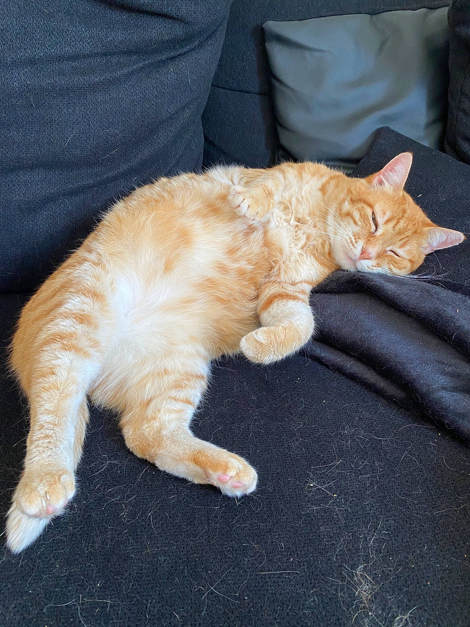 George a rejoint le concours — aidez-le/la à gagner de superbes lots ! carnivore, cat, claw, cymric, domestic_short_haired_cat, european_shorthair, fawn, felidae, fur, german_rex, kitten, kurilian_bobtail, mammal, organism, polydactyl_cat, small_to_medium_sized_cats, tabby_cat, tail, vertebrate, whiskers