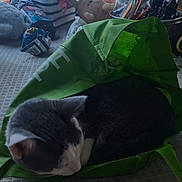 Zeus joined the competition — help win amazing prizes! cat, cat_in_bag, cozy, curiosity, curled_up, domestic_cat, feline, floor, gray_cat, green_bag, household_items, indoor, pet, quiet, resting, reusable_bag, sleeping_cat, soft_texture, still_life, white_cat