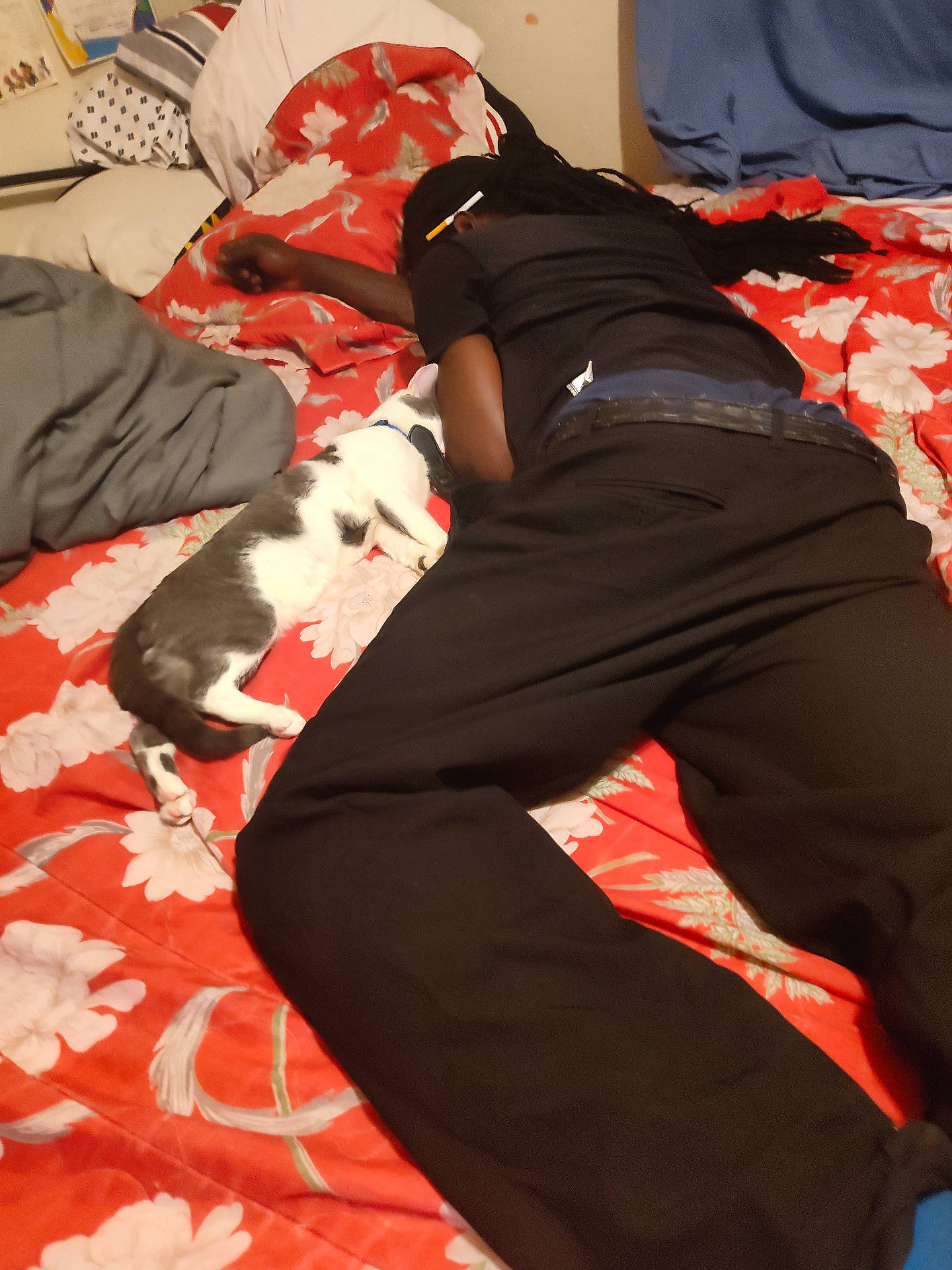 Zeus joined the competition — help win amazing prizes! bed, bedspread, black_pants, black_shirt, blanket, casual, cat, dreadlocks, floral_pattern, gray_and_white_cat, home, indoor, long_hair, lying_down, person, pillow, relaxation, rest, sleeping, sleepwear