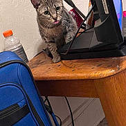 Nyla Janay is registered to the contest to win money with this photo: blue_bag, cat, closeup, cords, curious, ears, electronics, feline, floor, fur, household, indoor, monitor, pet, sports_drink, tabby, tongue_out, wall, whiskers, wooden_table
