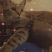 Nyla Janay joined the competition — help win amazing prizes! animal, cat, closeup, cozy, cute, domestic_cat, ears, feline, fur, glitter, indoor, pet, portrait, relaxed, resting, soft_light, sparkle_effect, striped, tabby, whiskers