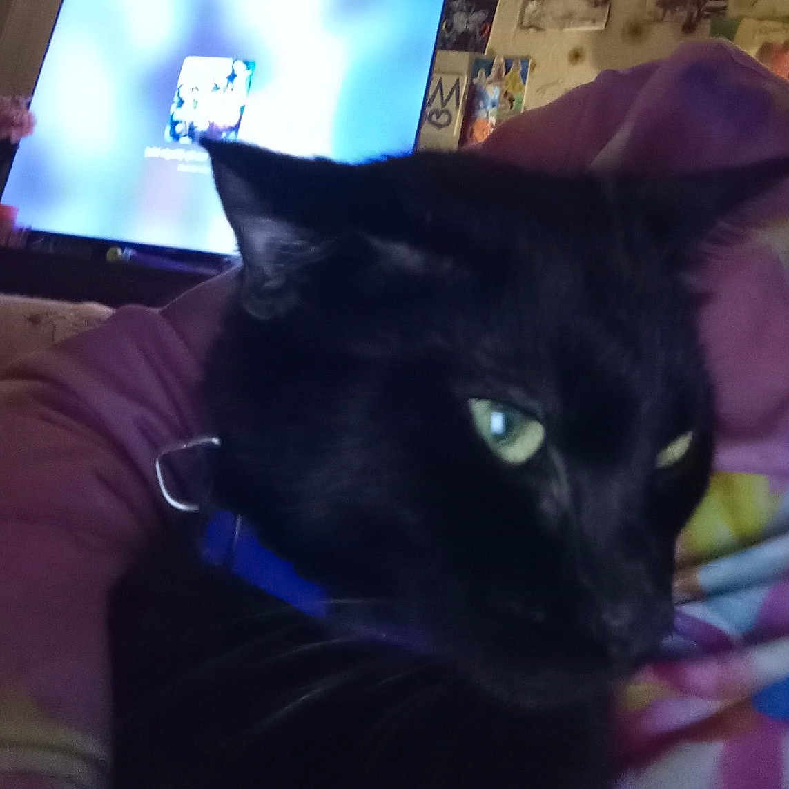 Melly is registered to the contest to win money with this photo: animal, black_cat, blurry_background, cat, close_up, collar, colorful, couch, domestic_animal, ear, face, feline, furniture, green_eyes, indoor, pet, portrait, soft_lighting, television, whiskers