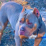 Drako is registered to the contest to win money with this photo: alert, animal, brown, canine, closeup, collar, dog, ears, fur, grass, ground, leash, muscular, muzzle, nature, nose, outdoor, pet, portrait, standing