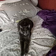 Ulysse a rejoint le concours — aidez-le/la à gagner de superbes lots ! cat, grey_cat, bed, pillow, blanket, bedding, pet, indoor, domestic_cat, fur, paws, whiskers, looking_at_camera, relaxed, stretched_out, cozy, mammal, portrait, sleepy, home