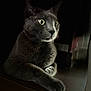 cat, grey_cat, pet, portrait, closeup, green_eyes, whiskers, fur, paws, indoor, low_light, dramatic_lighting, shadow, spotlight, wood_floor, curtain, sitting, calm, focused, household