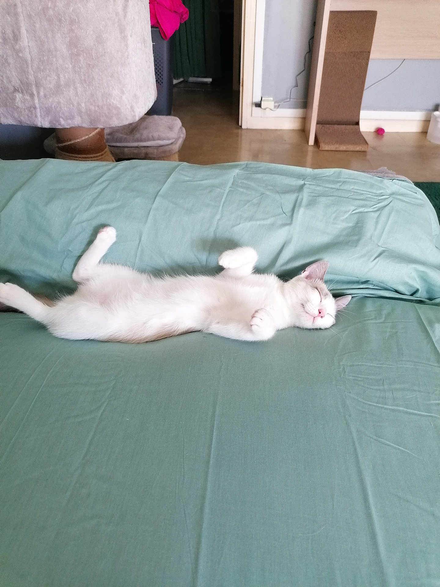 Nala participe au concours pour gagner de l'argent avec cette photo : cat, sleeping_cat, bed, sheet, green_sheet, indoor, furniture, scratching_post, toy_ball, floor, cozy, pet, relaxed, paw, ears, whiskers, blanket, pillow, home_interior, slippers
