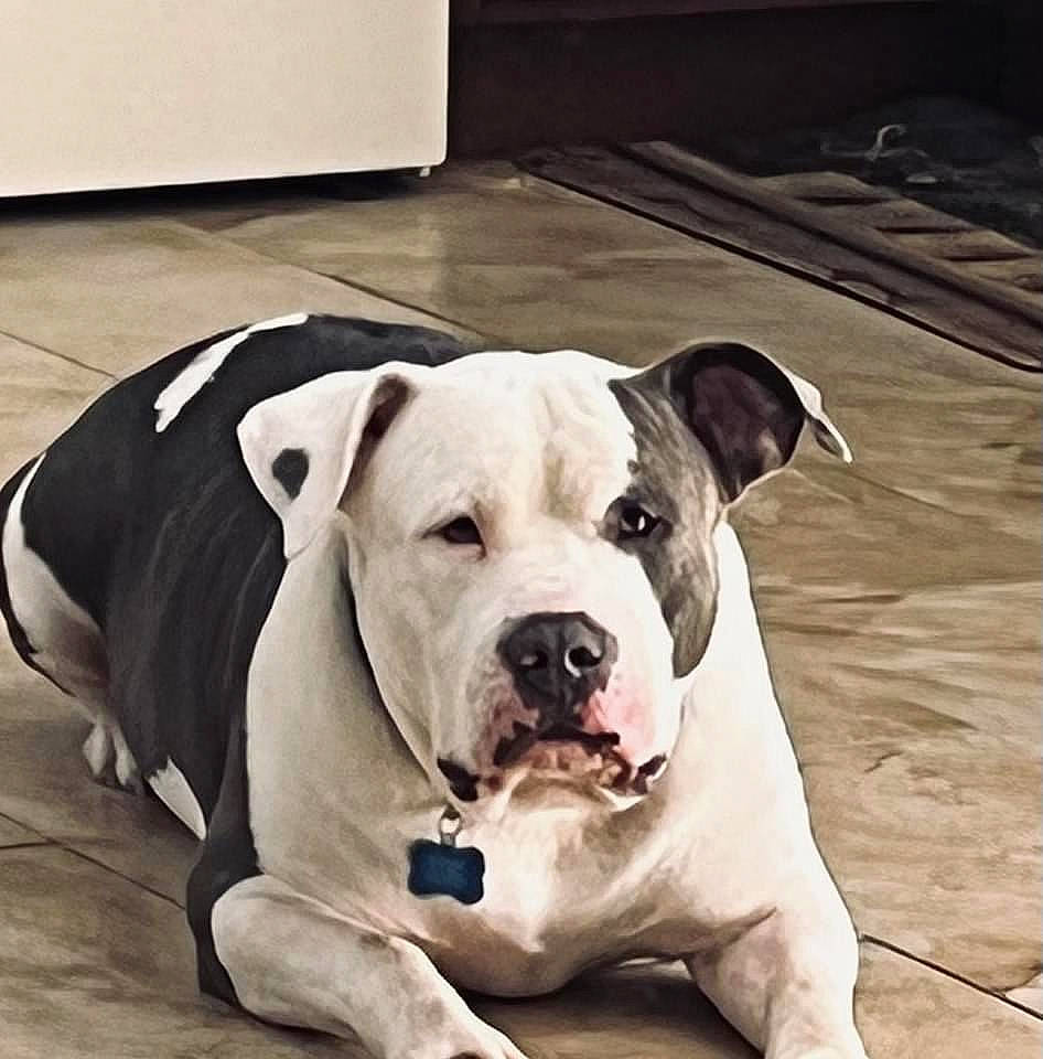 Savvy joined the competition — help win amazing prizes! canidae, carnivore, collar, companion_dog, dog, dog_breed, dog_collar, dog_supply, eye, fawn, flooring, jaw, leash, non_sporting_group, pet_supply, puppy, snout, sporting_group, whiskers, working_animal