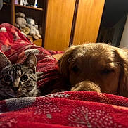 Usko a rejoint le concours — aidez-le/la à gagner de superbes lots ! cat, kitten, dog, golden_retriever, blanket, bedroom, cozy, pet, indoor, red_blanket, wooden_furniture, stuffed_animals, fur, sleepy, curious, animal, domestic, companion, resting, warm_lighting