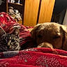 cat, kitten, dog, golden_retriever, blanket, bedroom, cozy, pet, indoor, red_blanket, wooden_furniture, stuffed_animals, fur, sleepy, curious, animal, domestic, companion, resting, warm_lighting