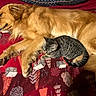 dog, cat, sleeping, golden_retriever, tabby_cat, blanket, indoor, pets, fur, animal, cozy, resting, cute, friendship, companion, domestic, mammal, warm, patterned_blanket, relaxation