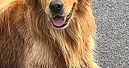 Usko a rejoint le concours — aidez-le/la à gagner de superbes lots ! alert, animal, canine, companion, cute, dog, ears, face_paint, friendly, fur, golden_retriever, happy, laying_down, mammal, outdoor, pavement, paw, pet, tongue, tricolor