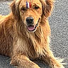 Usko a rejoint le concours — aidez-le/la à gagner de superbes lots ! dog, golden_retriever, canine, pet, animal, fur, tongue, outdoor, pavement, happy, laying_down, face_paint, tricolor, ears, paw, friendly, mammal, companion, cute, alert