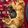 Usko a rejoint le concours — aidez-le/la à gagner de superbes lots ! golden_retriever, dog, tabby_cat, cat, pet, sleeping, snuggling, blanket, red_blanket, indoor, cozy, fur, animal, domestic_animal, resting, cute, friendship, companion, lying_down, patterned_blanket