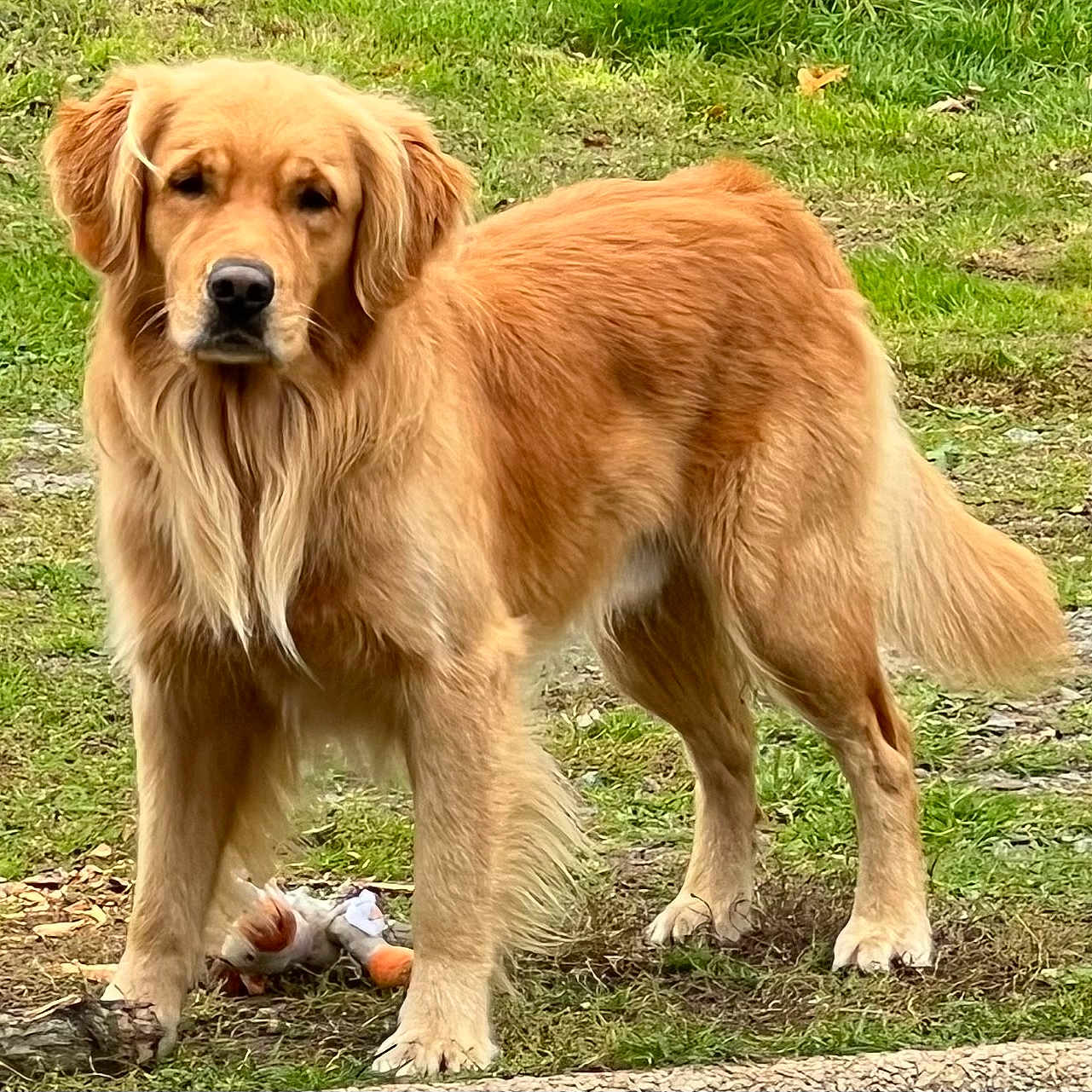 Usko