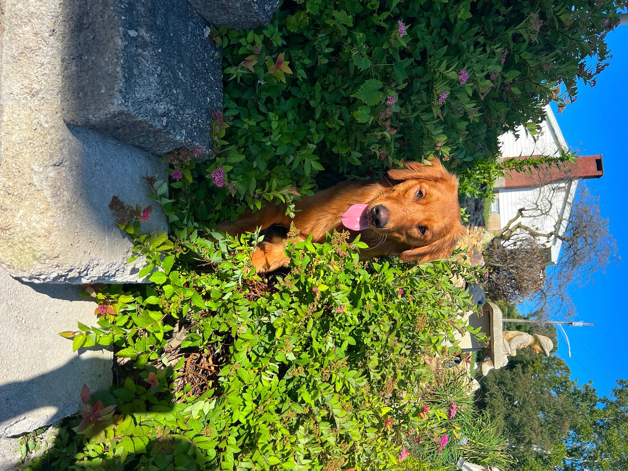 Kaine is registered to the contest to win money with this photo: annual_plant, art, biome, blue, facade, garden, grass, groundcover, herb, landscape, leaf, plant, sculpture, shadow, shrub, sky, tree, vegetation, wall, window
