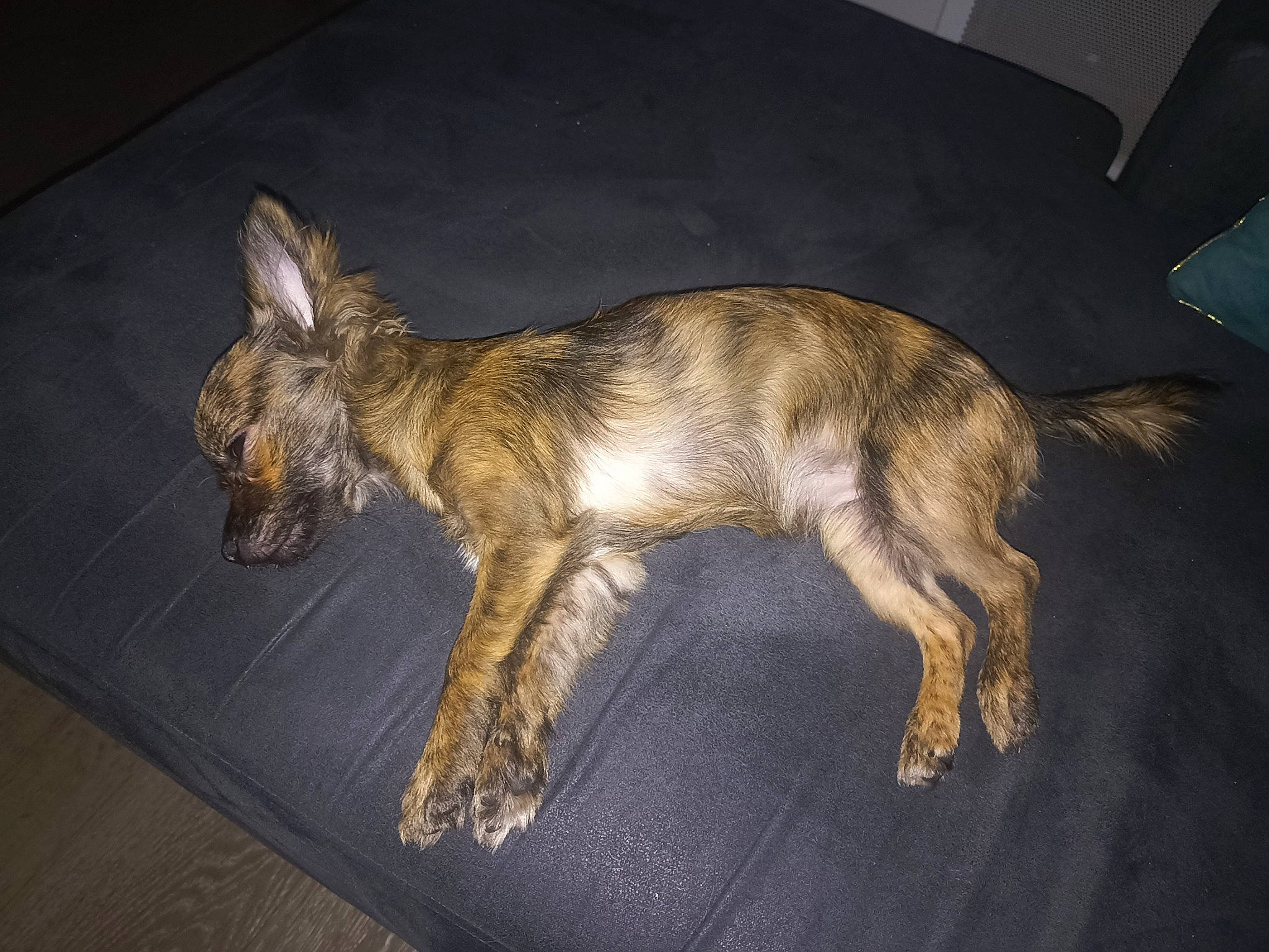 Maïla a rejoint le concours — aidez-le/la à gagner de superbes lots ! canidae, carnivore, claw, companion_dog, dog, dog_breed, fawn, fur, metal, paw, sporting_group, tail, terrestrial_animal