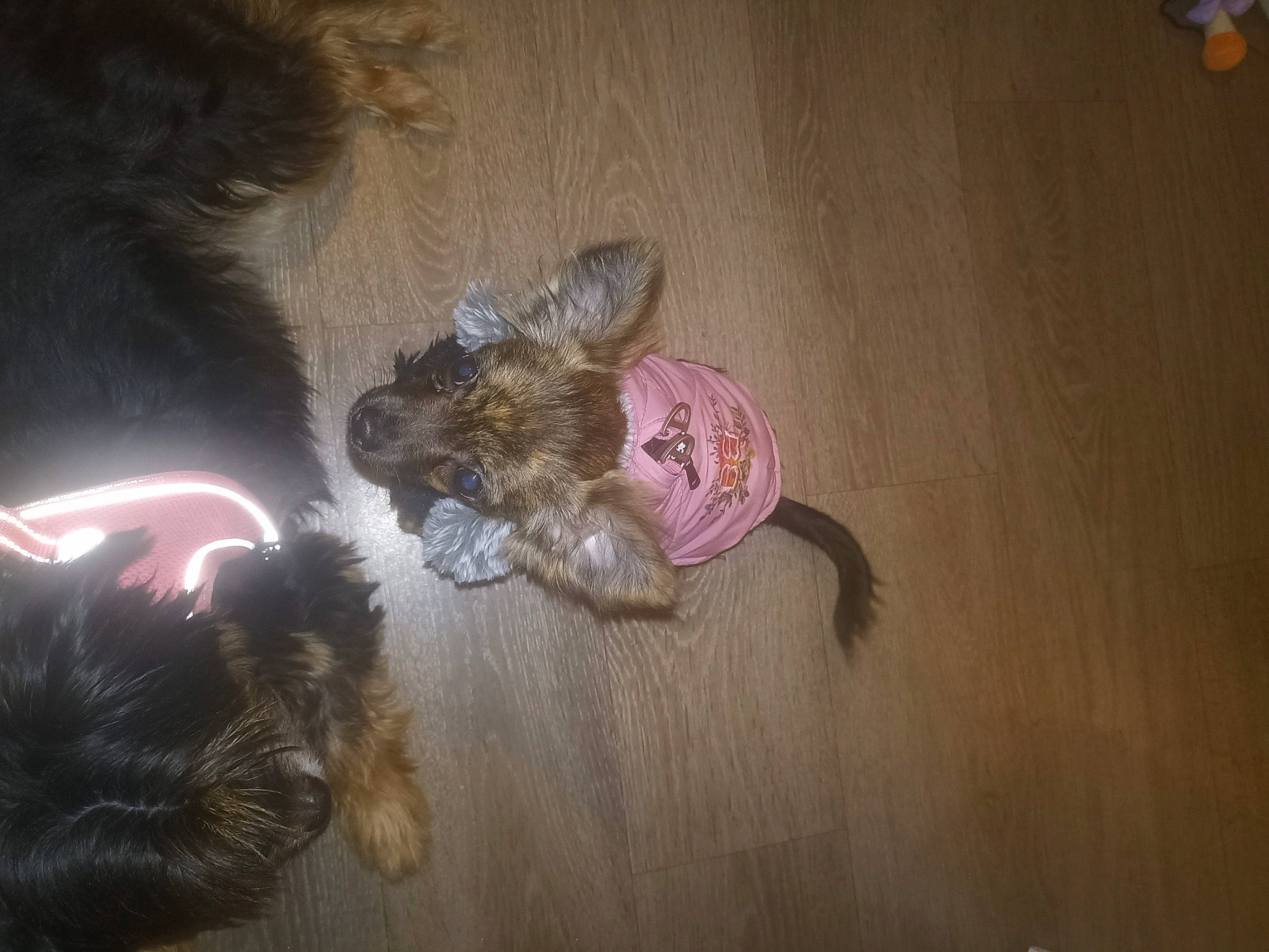 Maïla a rejoint le concours — aidez-le/la à gagner de superbes lots ! canidae, carnivore, companion_dog, darkness, dog_breed, fawn, felidae, flooring, fur, hardwood, paw, sporting_group, still_life_photography, tail, toy, whiskers, wood, wood_flooring, wood_stain