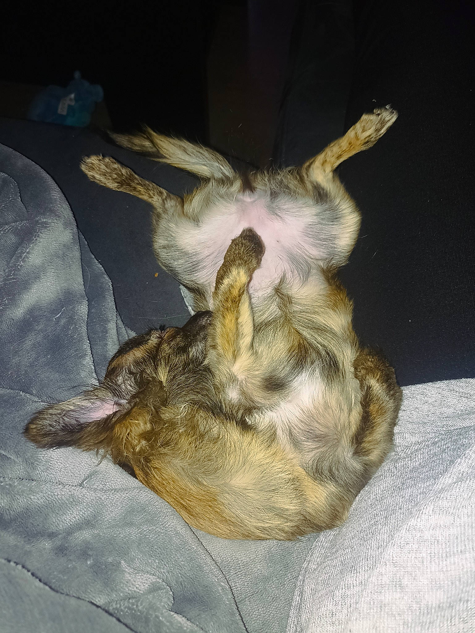 Maïla a rejoint le concours — aidez-le/la à gagner de superbes lots ! art, canidae, carnivore, claw, comfort, dog_breed, ear, fawn, felidae, fur, nap, painting, paw, small_to_medium_sized_cats, snout, sporting_group, tail, terrestrial_animal, whiskers, wildlife