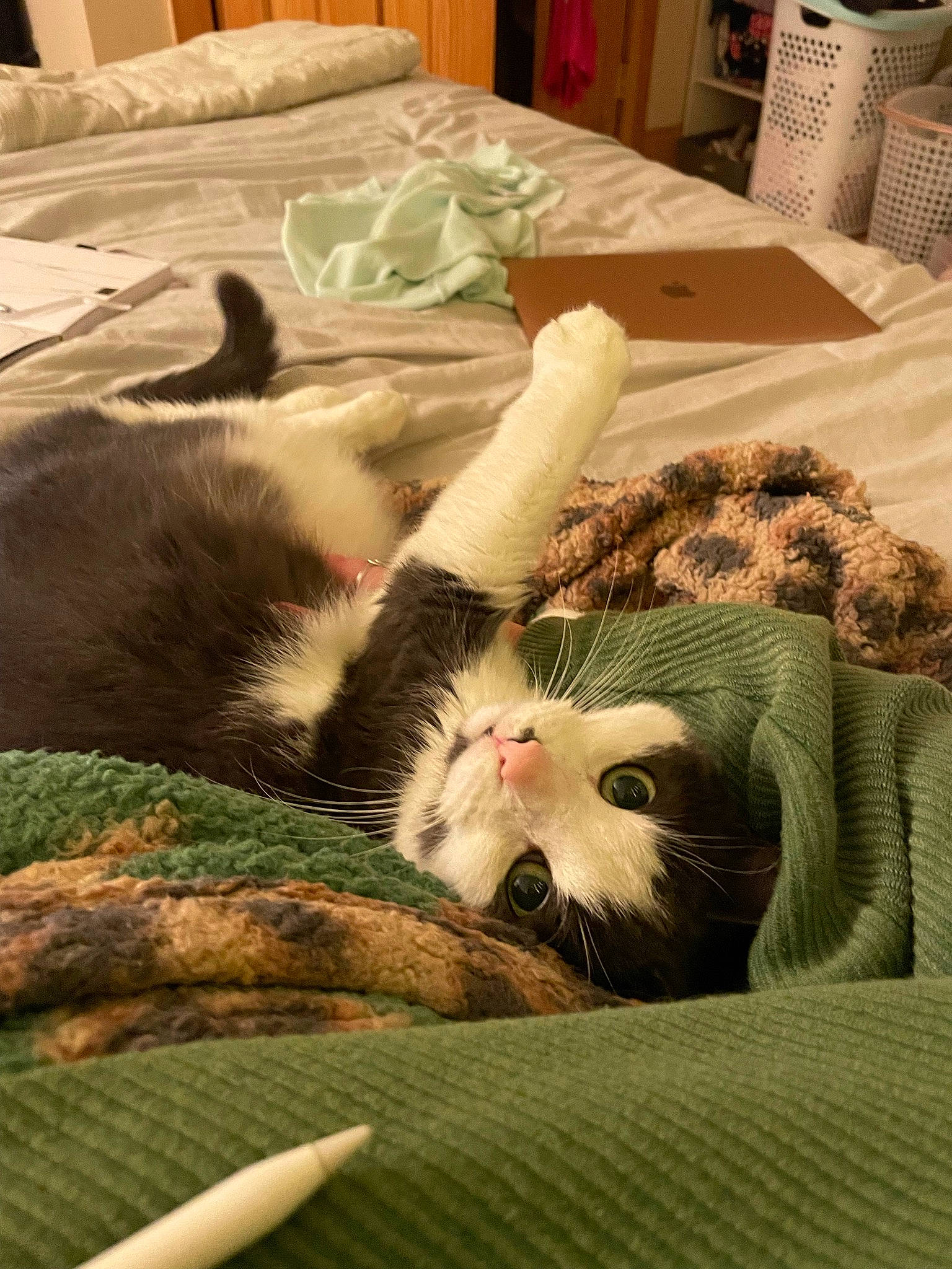 Max is registered to the contest to win money with this photo: bedding, carnivore, cat, comfort, domestic_short_haired_cat, felidae, fur, green, linens, nap, paw, room, small_to_medium_sized_cats, snout, tableware, tail, textile, vertebrate, whiskers, wood